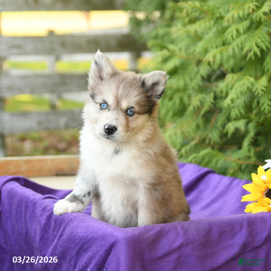 Pomsky dogs for sale: Kendra - Ad 2