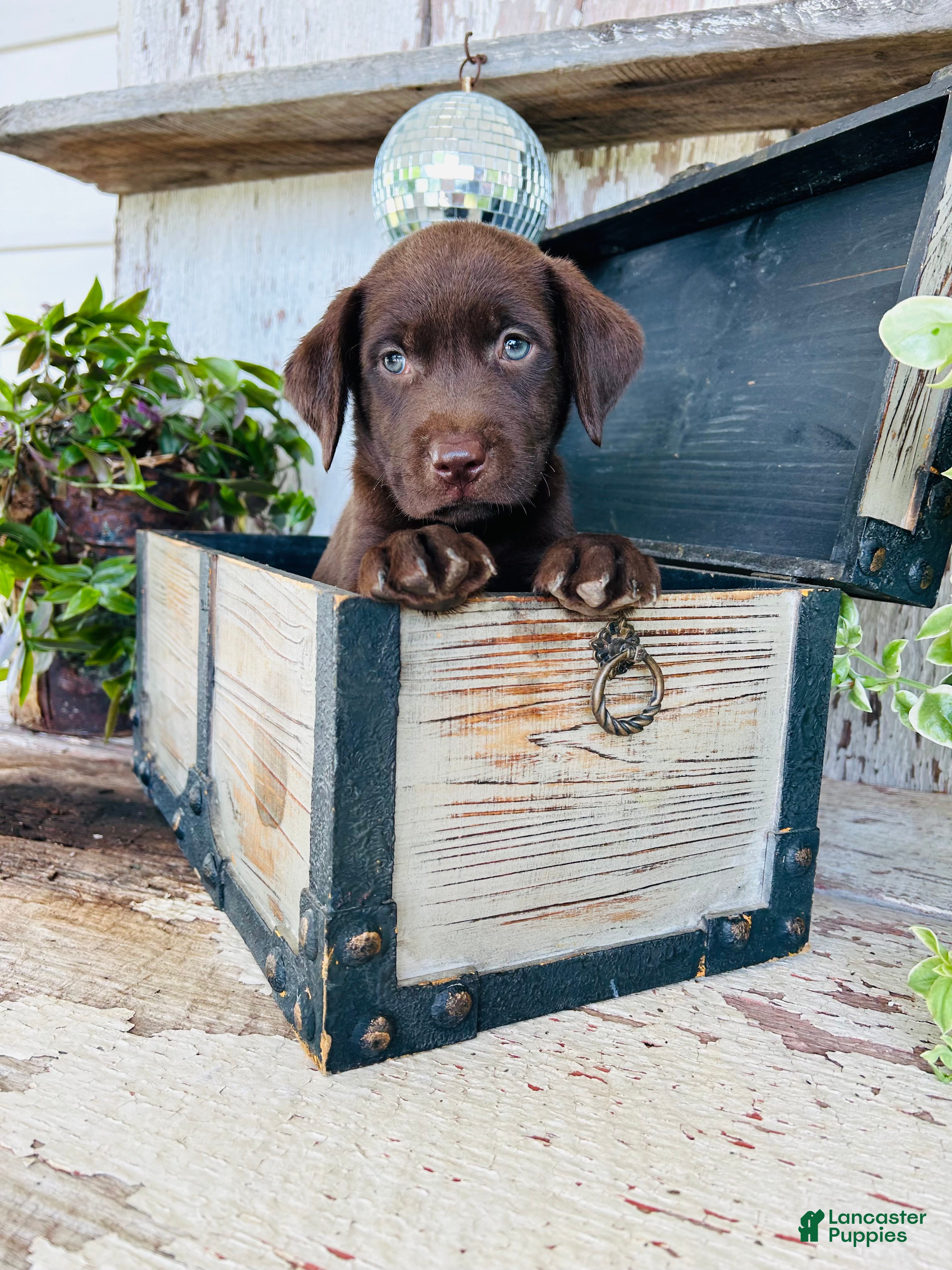 Labrador Retriever dogs Teddy  - Ad 1