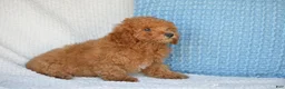 Mixed Breed dogs for sale: Samantha - Ad 3