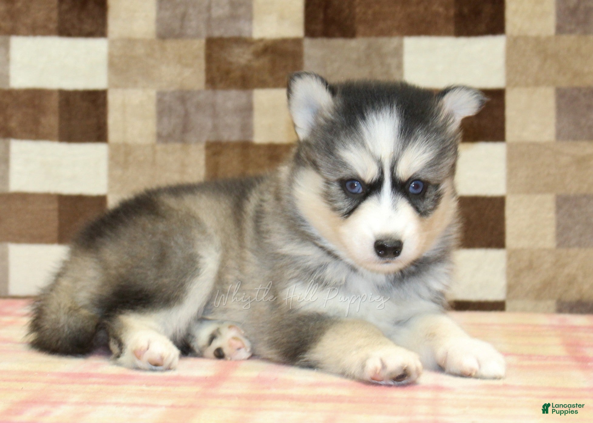 Pomsky dogs Willow - Ad 2