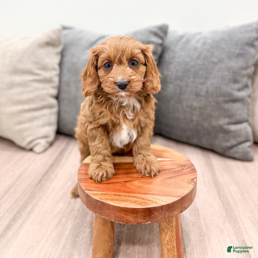 Cavapoo dogs for sale: Sugar - Ad 8
