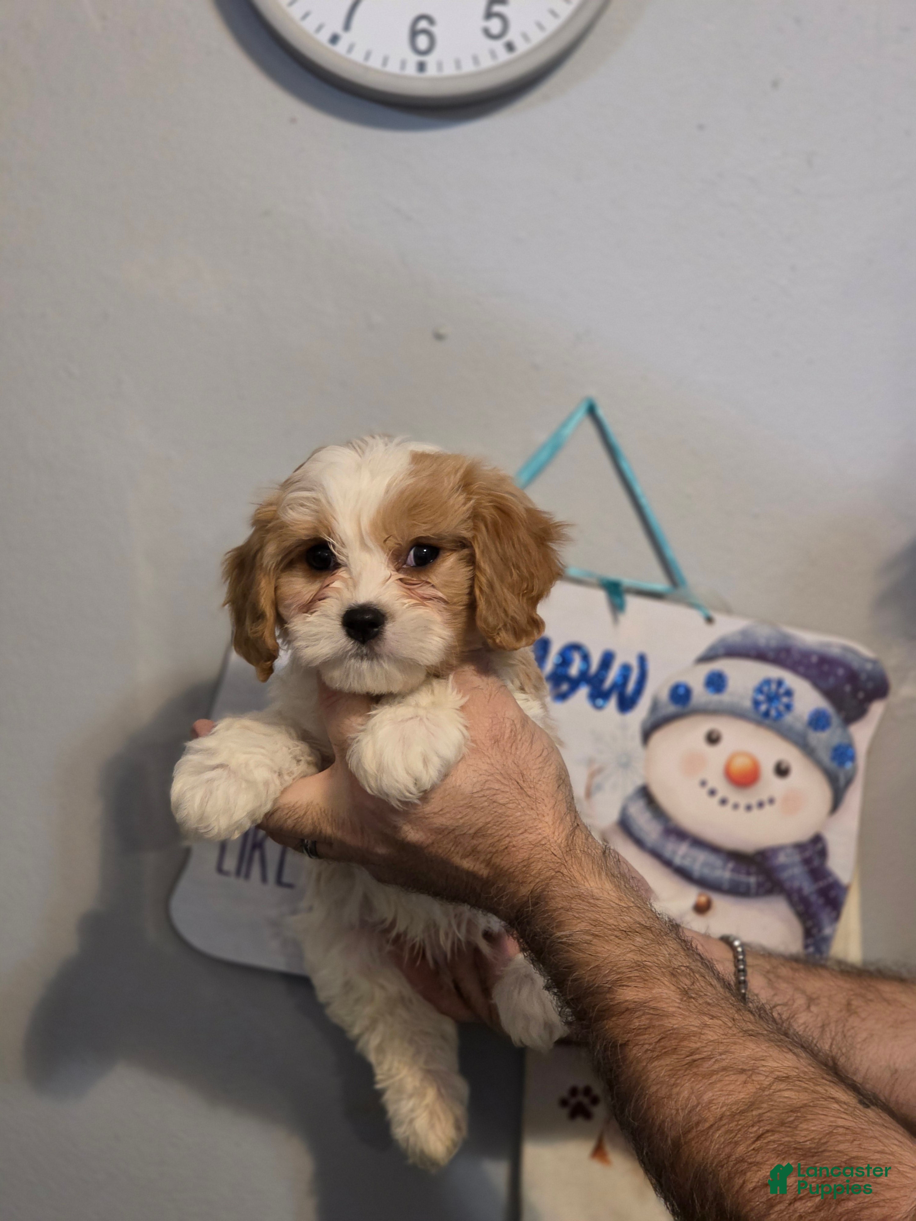 Cavachon dogs Bentley  - Ad 1