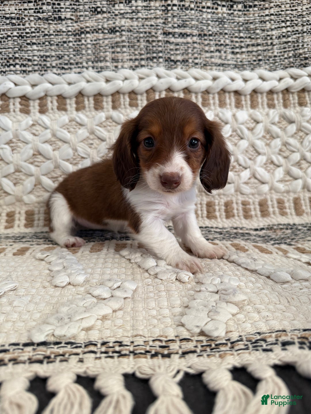 Miniature Dachshund dogs for sale: Lady - Ad 17