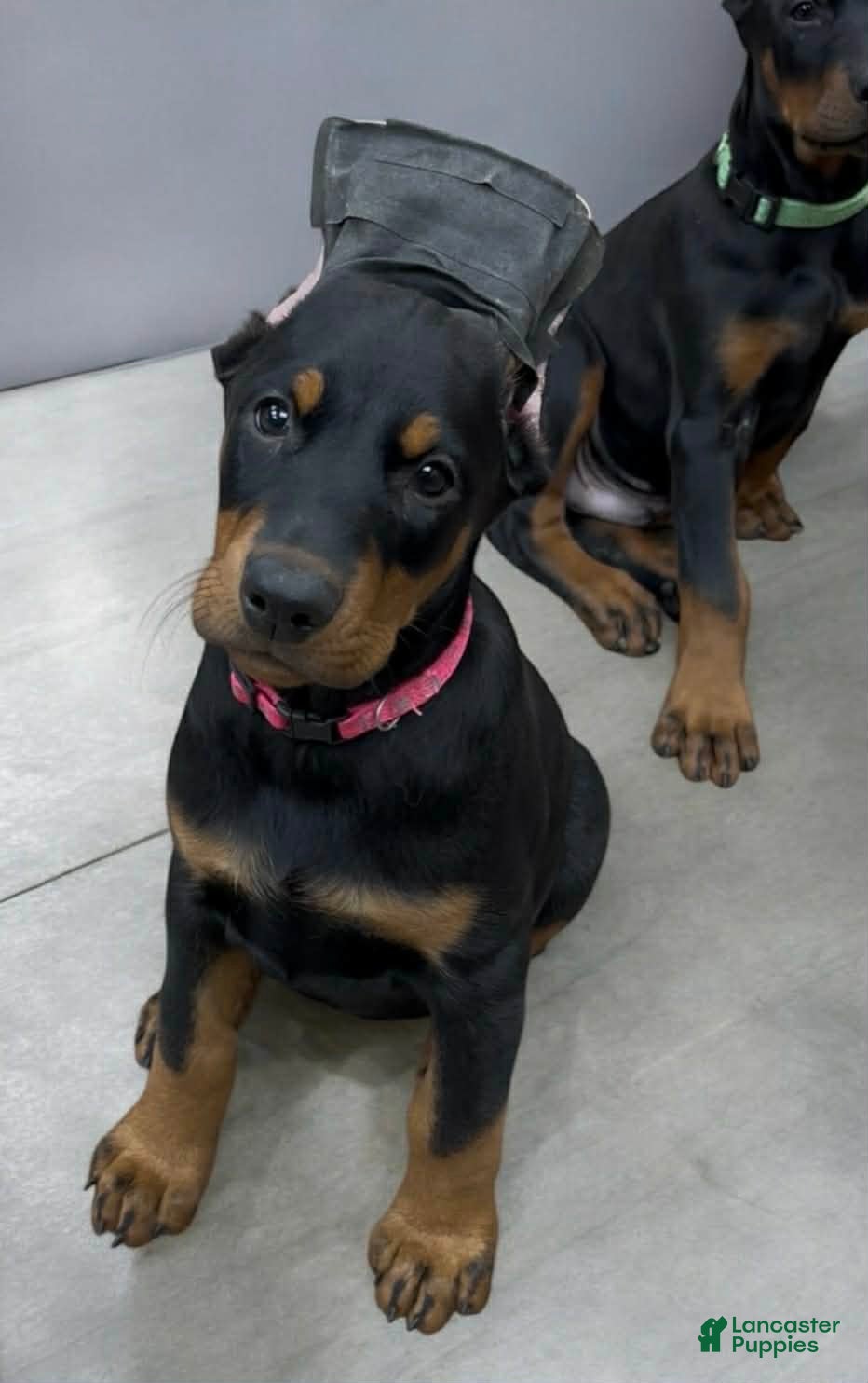 Doberman Pinscher dogs Female with ear crop - Ad 9