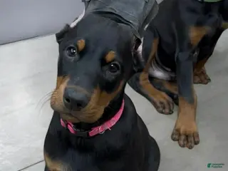 Doberman Pinscher dogs Female with ear crop - Ad 9