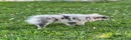 Pomeranian dogs for sale: Bluey - Ad 14