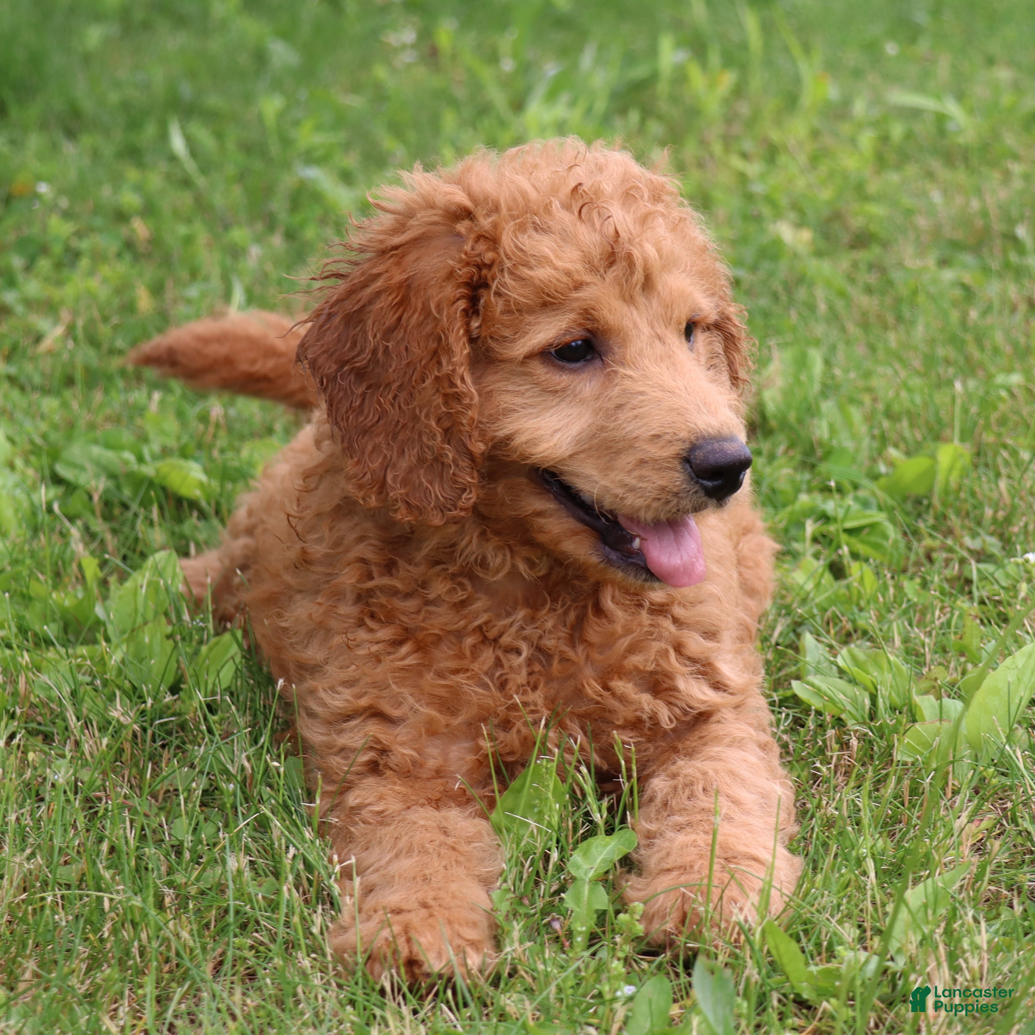 Mini Goldendoodle dogs Teddy - Ad 2