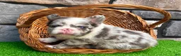 French Bulldog dogs for sale: Hulk - Ad 1