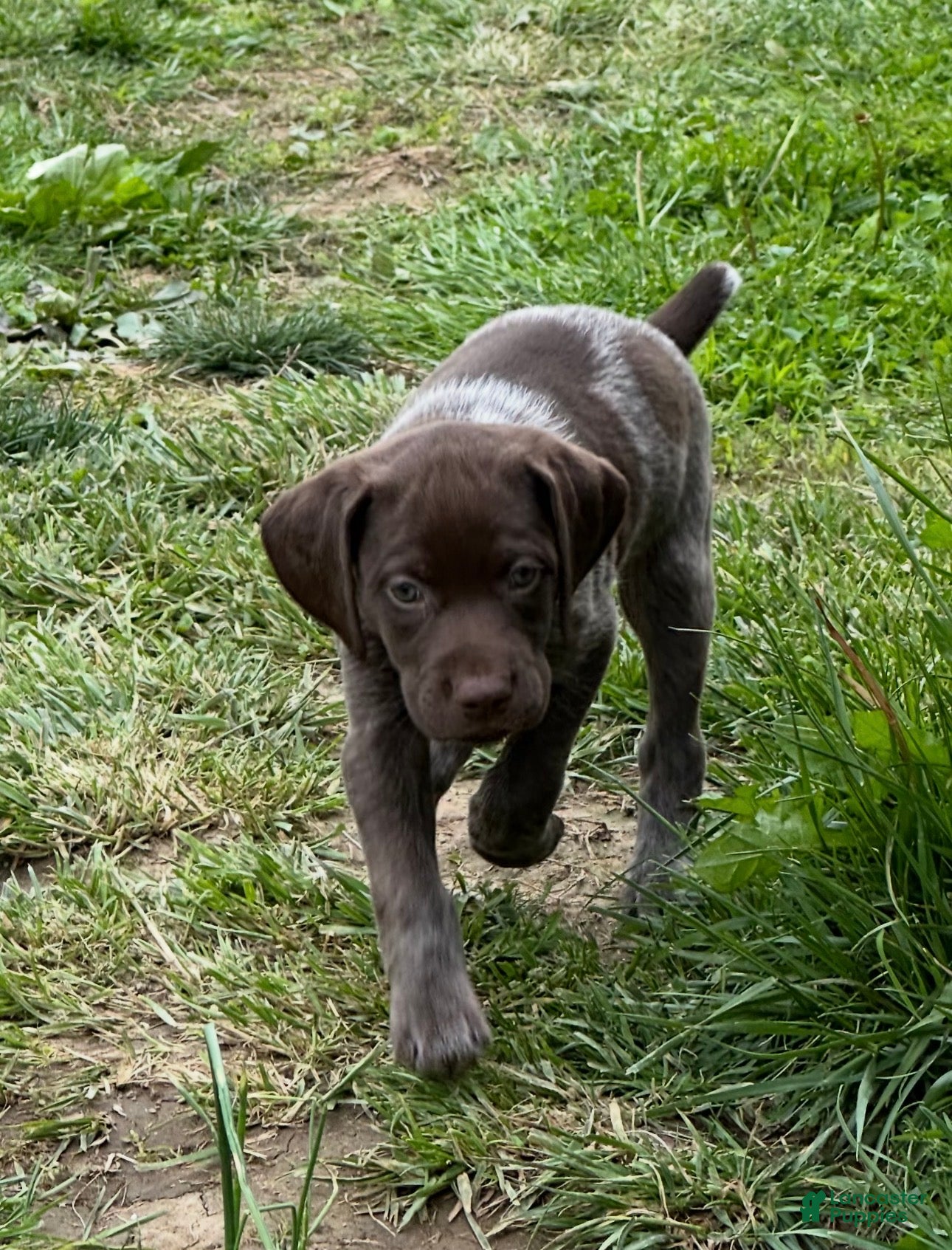 German Shorthaired Pointer dogs German Shorthaired Pointer Puppy 1 - Ad 15