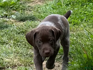 German Shorthaired Pointer dogs German Shorthaired Pointer Puppy 1 - Ad 38