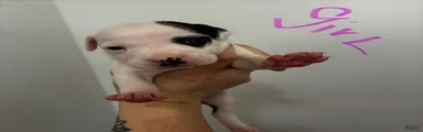 American Staffordshire Terrier 5