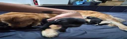 Goldador dogs for sale: Birdie - Ad 8