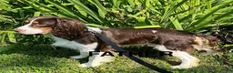 English Springer Spaniel dogs for sale: Hazel - Ad 7