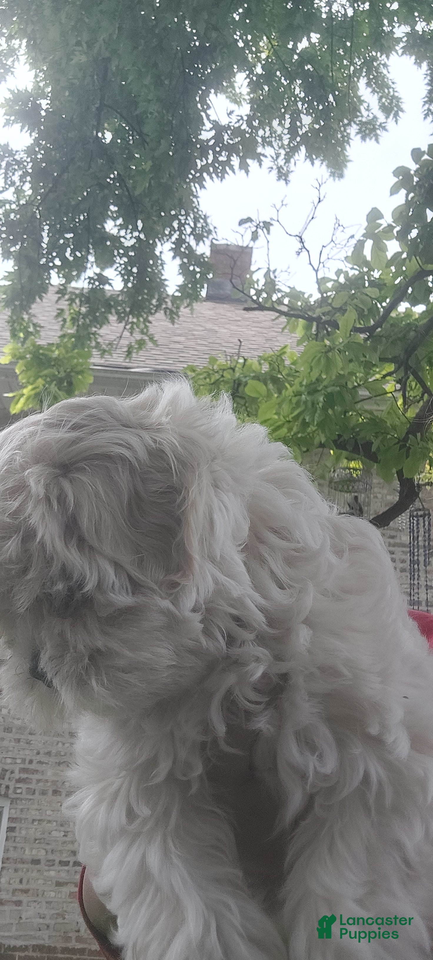 Shih Tzu dogs Shih Tzu Puppy 1 - Ad 15