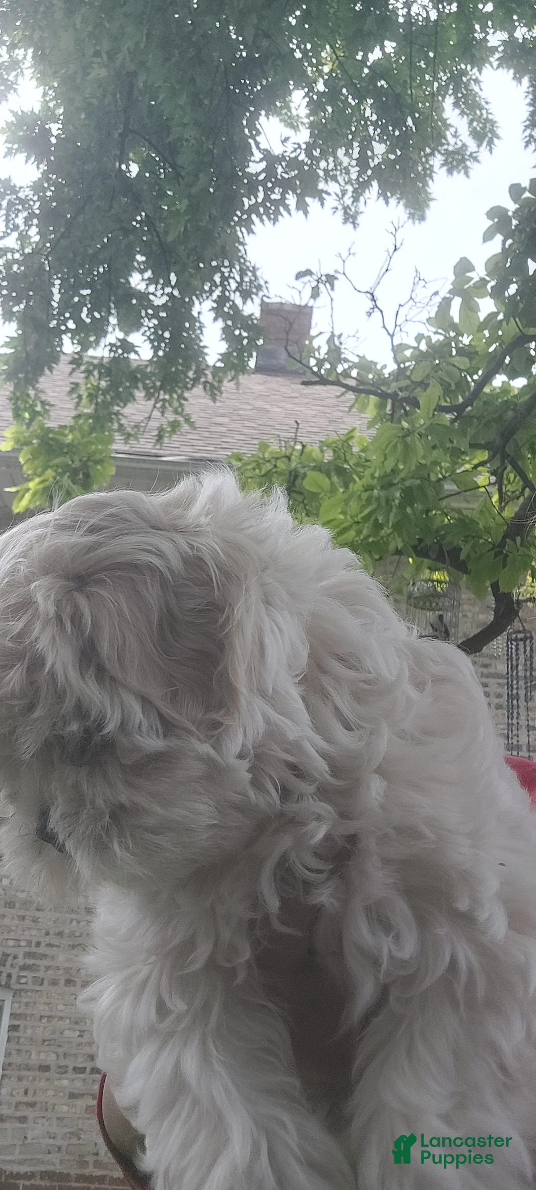 Shih Tzu dogs for sale: Shih Tzu Puppy 1 - Ad 1