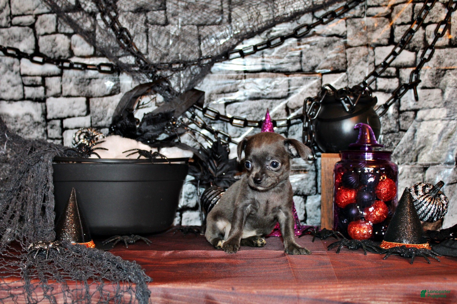 Chihuahua dogs for sale: Adelynn - Ad 2