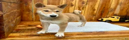 Shiba Inu dogs for sale: Shiba Inu Puppy 4 - Ad 1