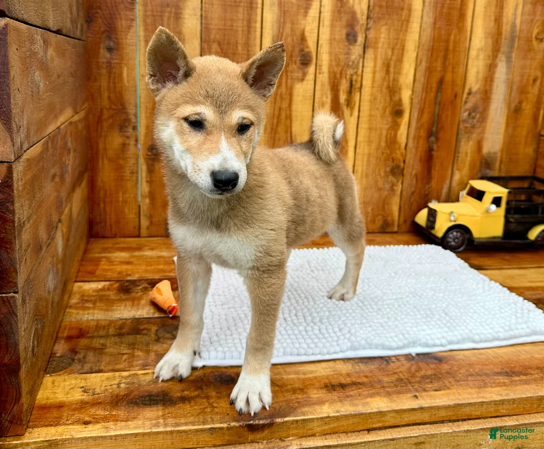 Shiba Inu dogs for sale: Shiba Inu Puppy 4 - Ad 1