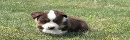 Miniature Australian Shepherd dogs for sale: Miniature Australian Shepherd Puppy 4 - Ad 2