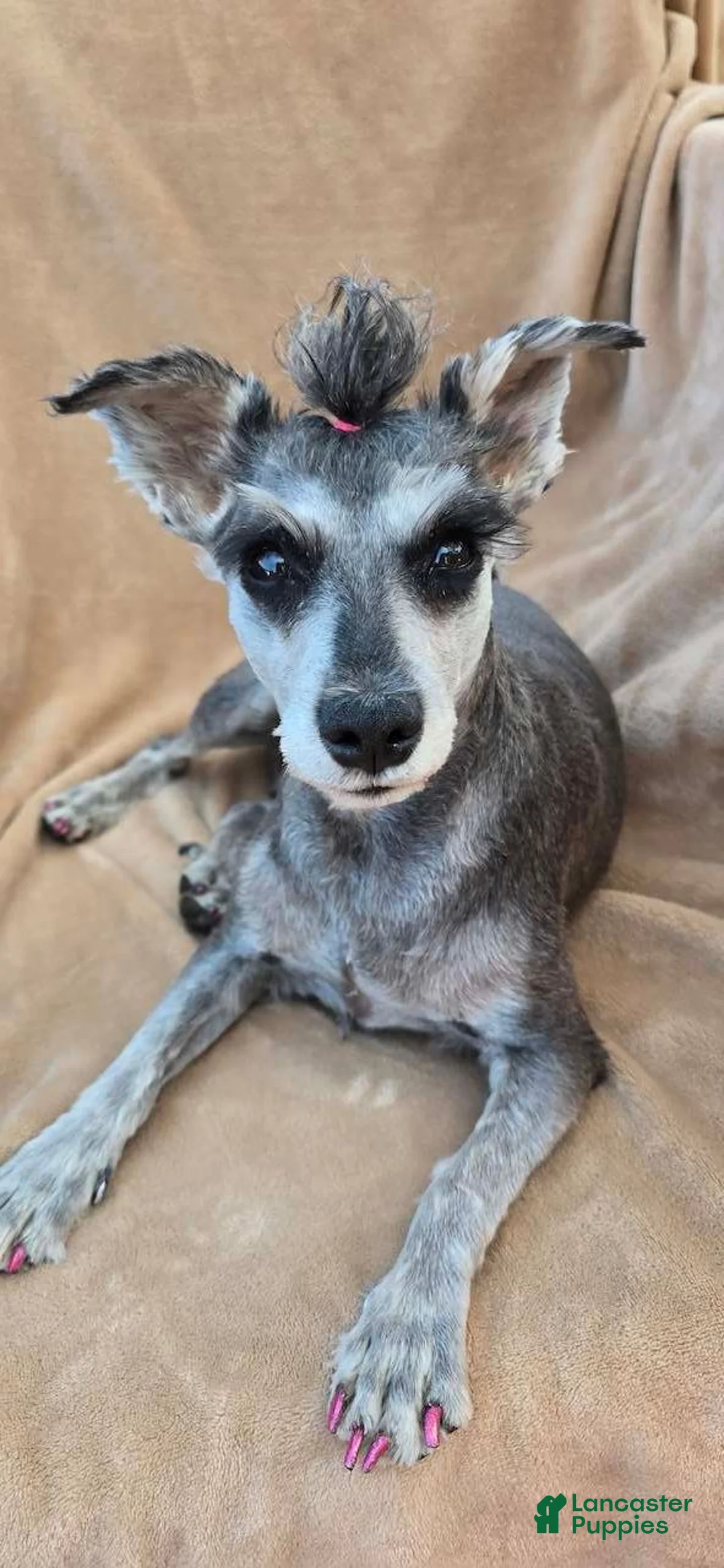 Miniature Schnauzer dogs for sale: Miniature Schnauzer 5 - Ad 2