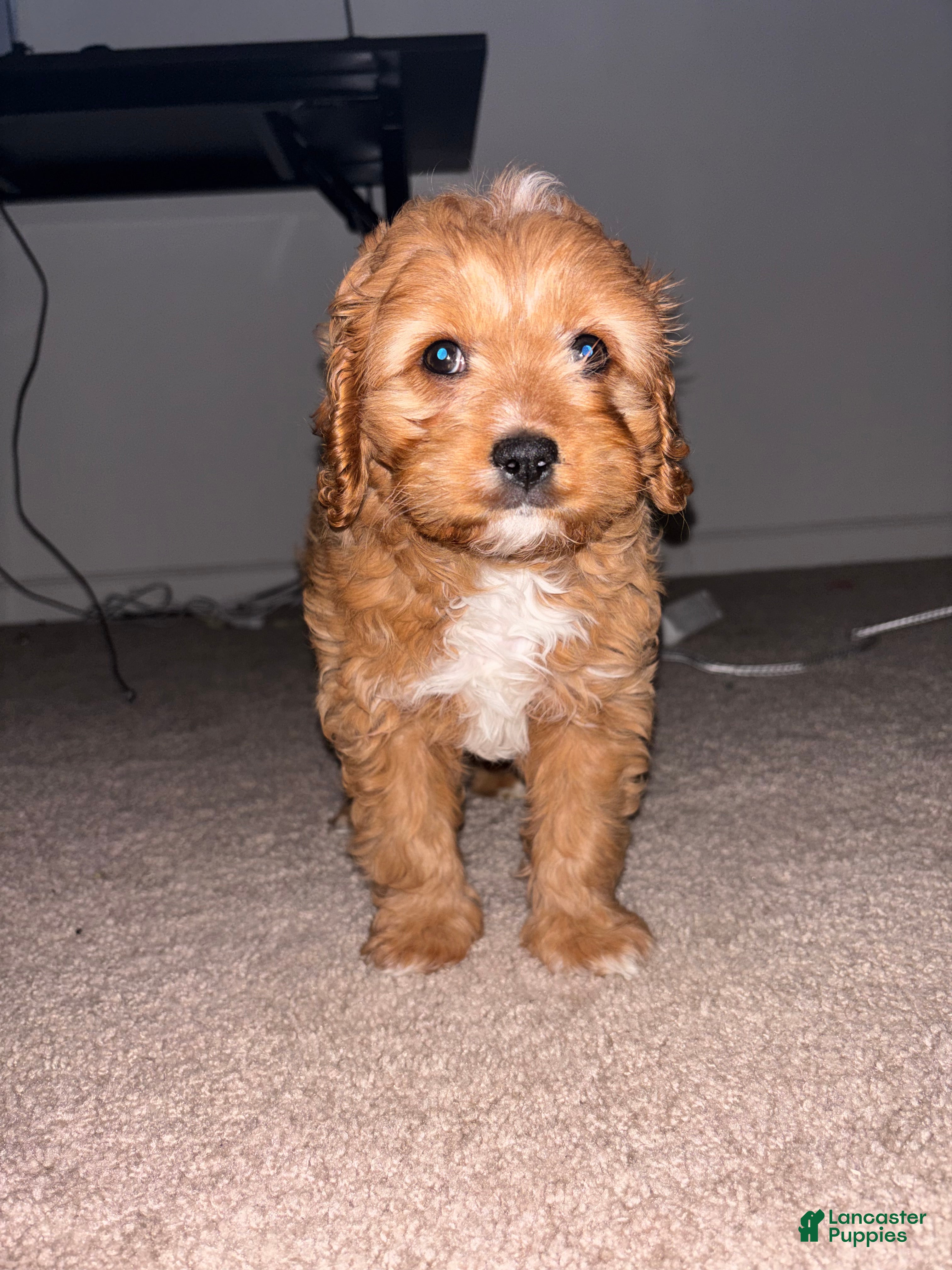 Cavapoo dogs for sale: Cavapoo Puppy 2 - Ad 1