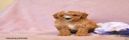 Cavapoo dogs for sale: Flora   - Ad 4