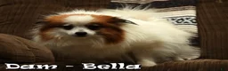 Pomeranian dogs for sale: Shelly - Ad 10
