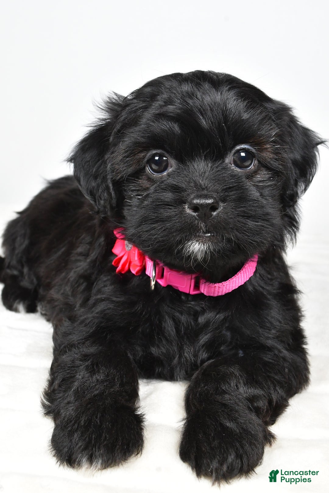 Shihpoo dogs for sale: Izzy - Ad 7