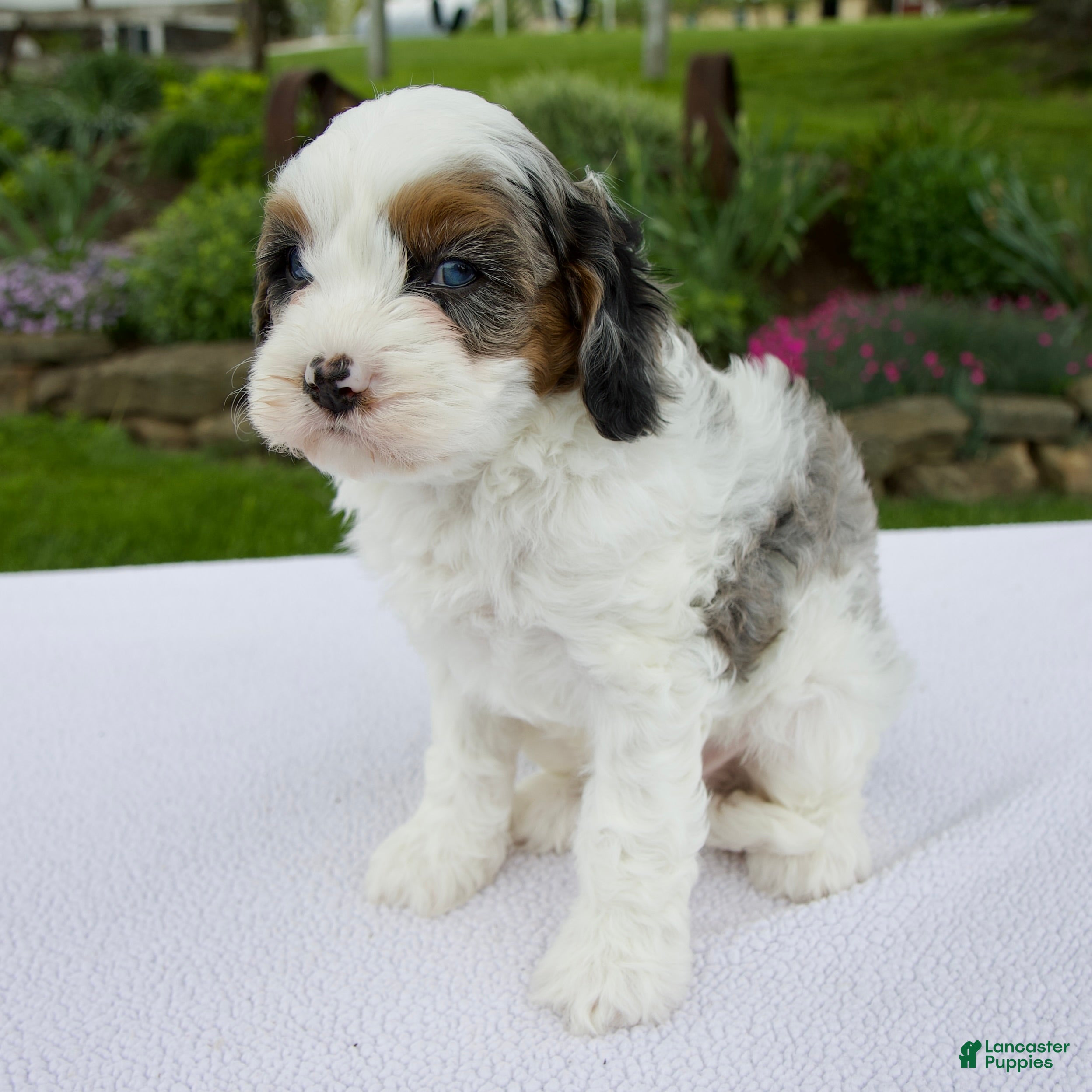 Cavapoo dogs Joey - Ad 2