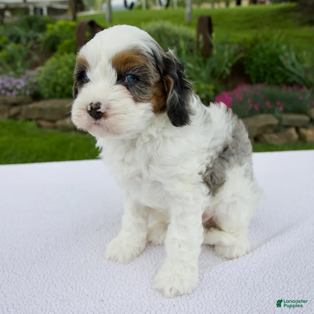 Cavapoo dogs for sale: Joey - Ad 2
