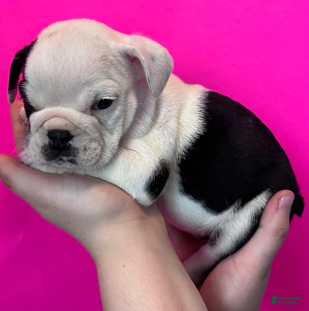 English Bulldog dogs for sale: Bayla (Black Tri) - Ad 1