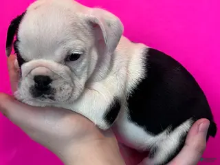 English Bulldog dogs for sale: Bayla (Black Tri) - Ad 2