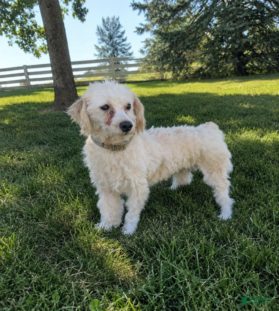 Maltipoo dogs for sale: Cove - Ad 17