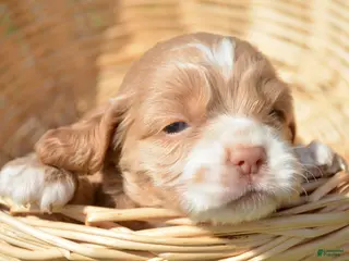 Cockapoo dogs Cockapoo Charlie - Ad 23