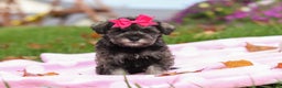 Miniature Schnauzer dogs for sale: Charity - Ad 5