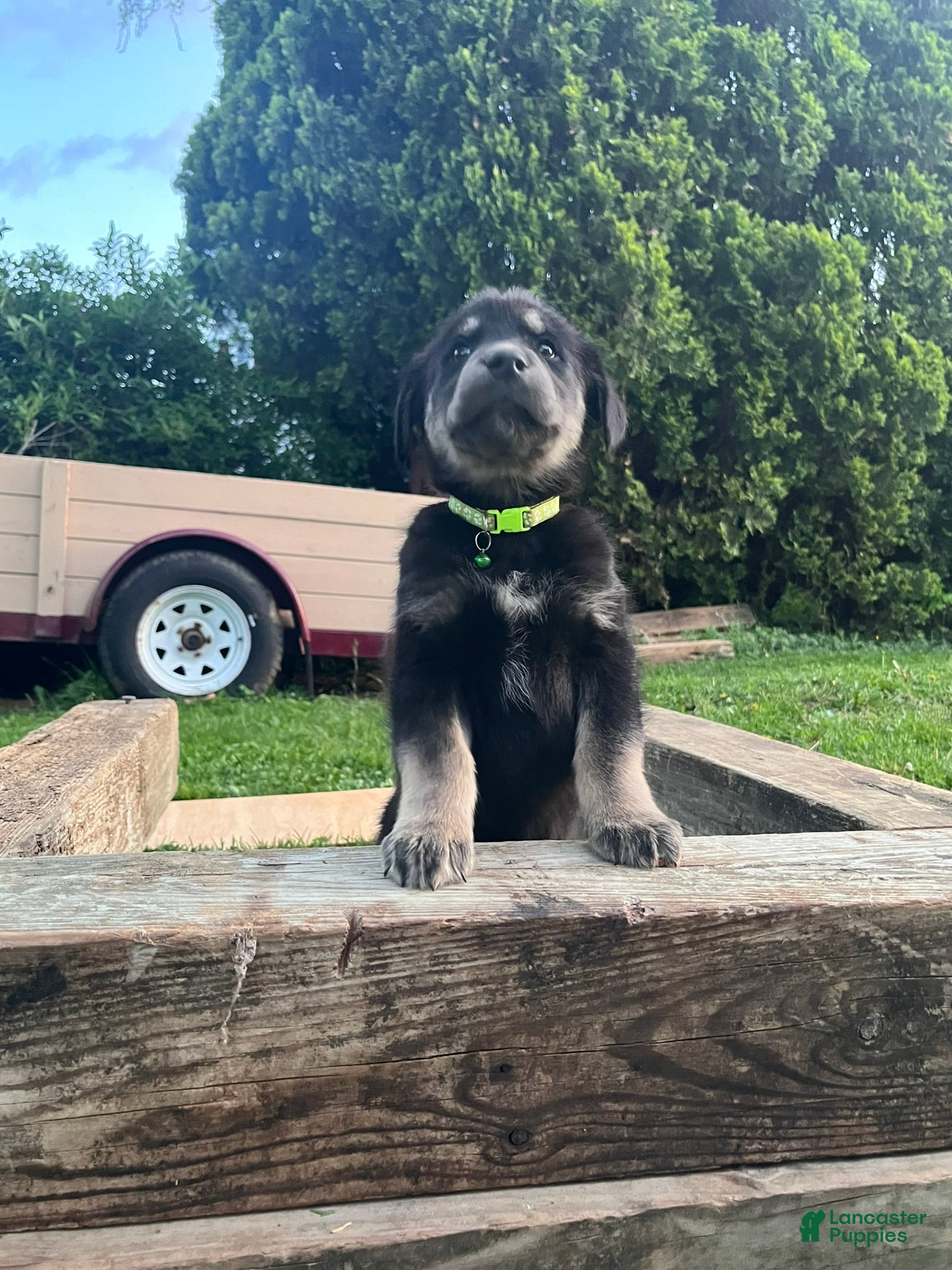 Goberian dogs Arrow - Ad 9