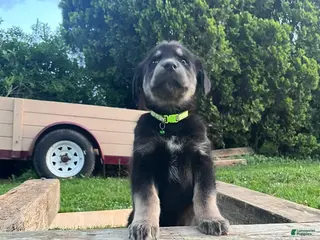 Goberian dogs Arrow - Ad 9