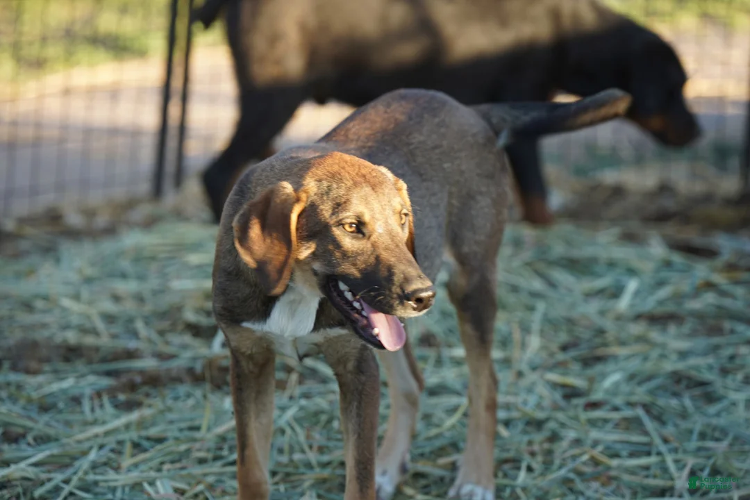 Mixed Breed dogs for sale: Pluto Tiscar Farm Dog - Ad 12