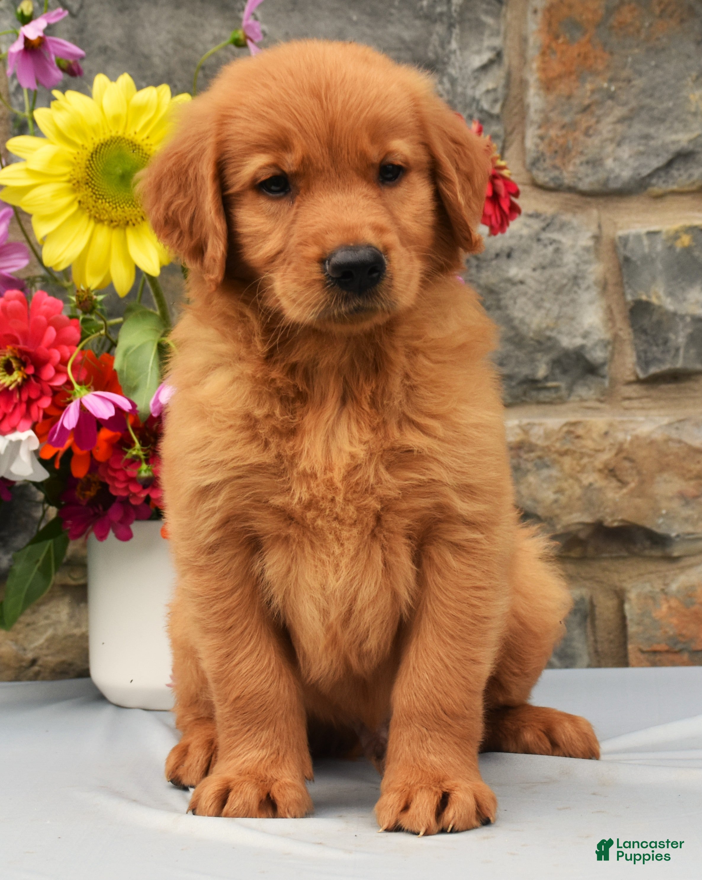 Golden Retriever dogs Tyson SPECIAL - Ad 2