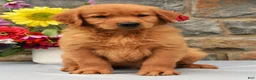 Golden Retriever dogs for sale: Tyson SPECIAL - Ad 2