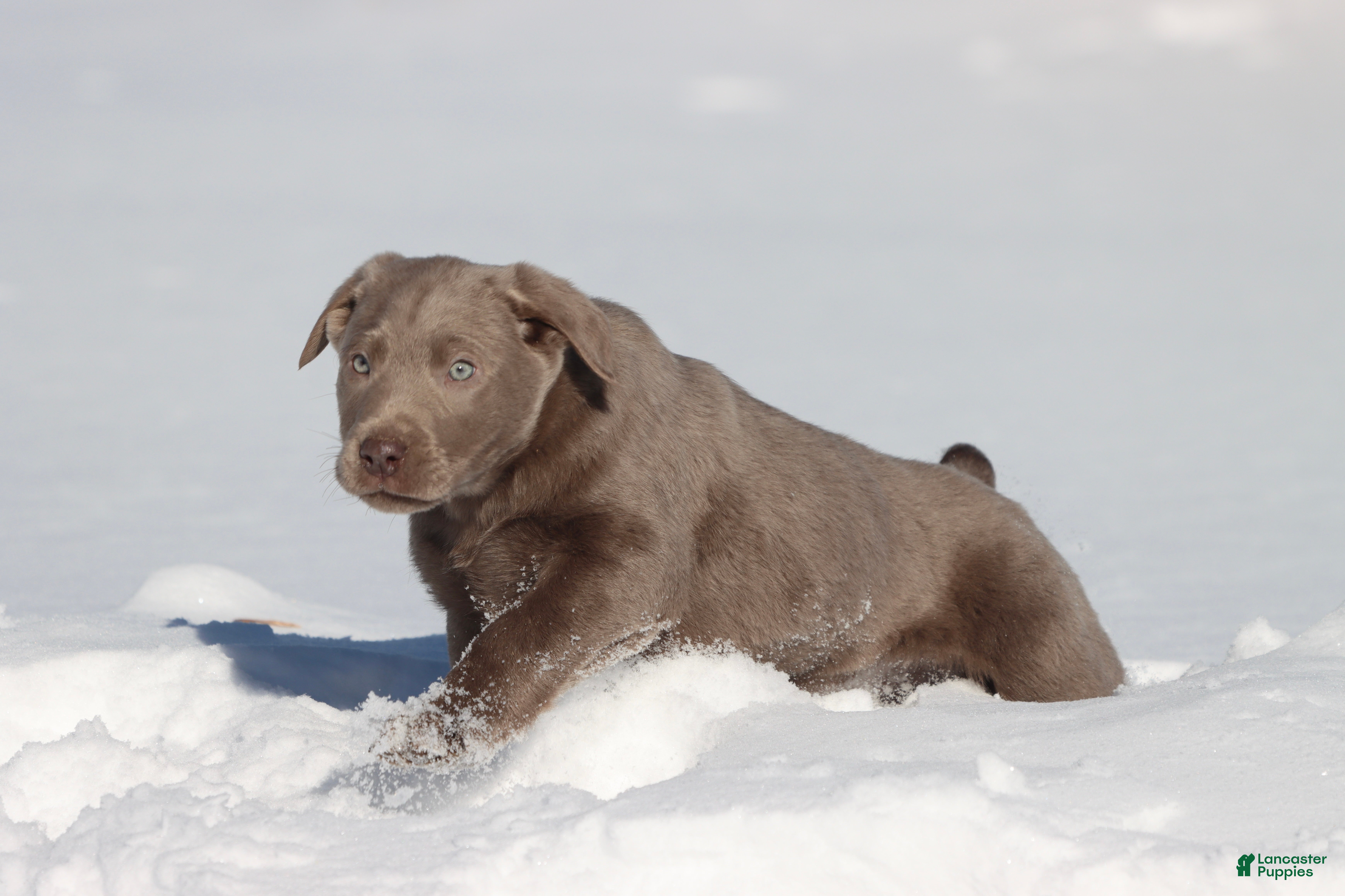 Labrador Retriever dogs Brick - Ad 12
