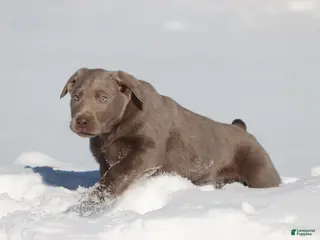 Labrador Retriever dogs Brick - Ad 12