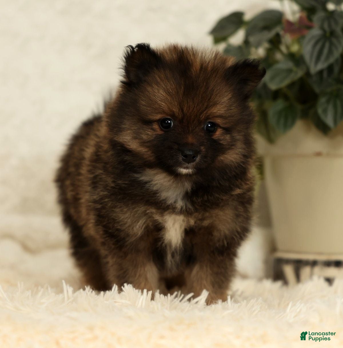 Pomeranian dogs Toffee - Ad 2
