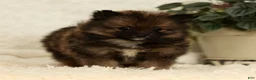 Pomeranian dogs for sale: Toffee - Ad 2