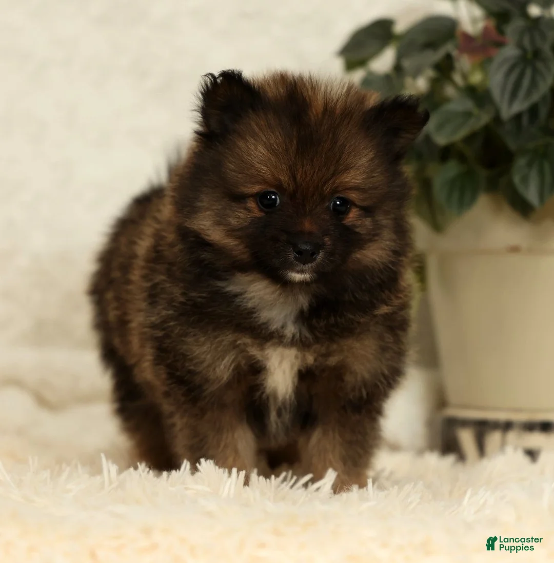 Pomeranian dogs for sale: Toffee - Ad 2