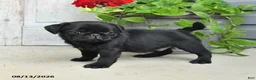 Pug dogs for sale: Rocky - Ad 3