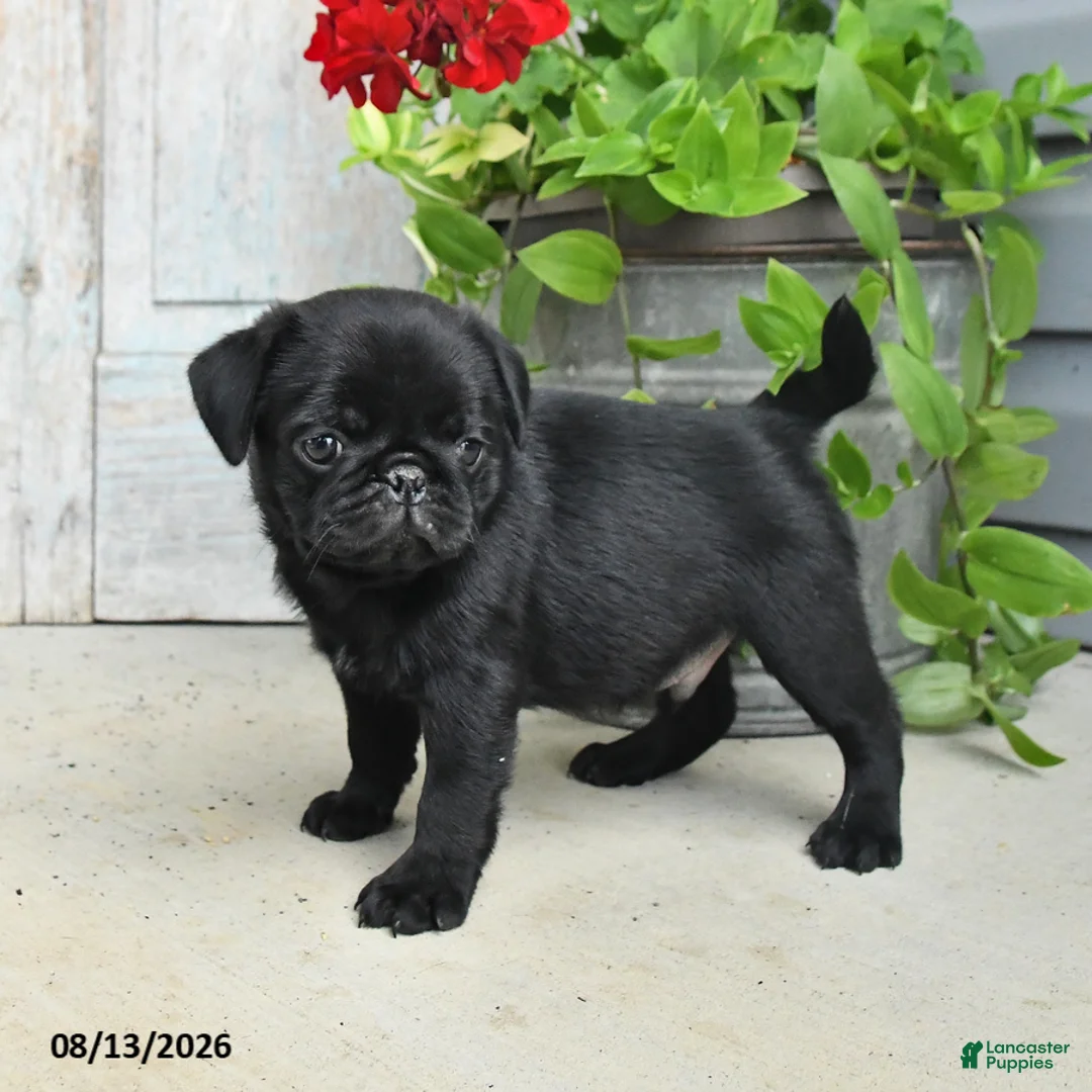 Pug dogs for sale: Rocky - Ad 3