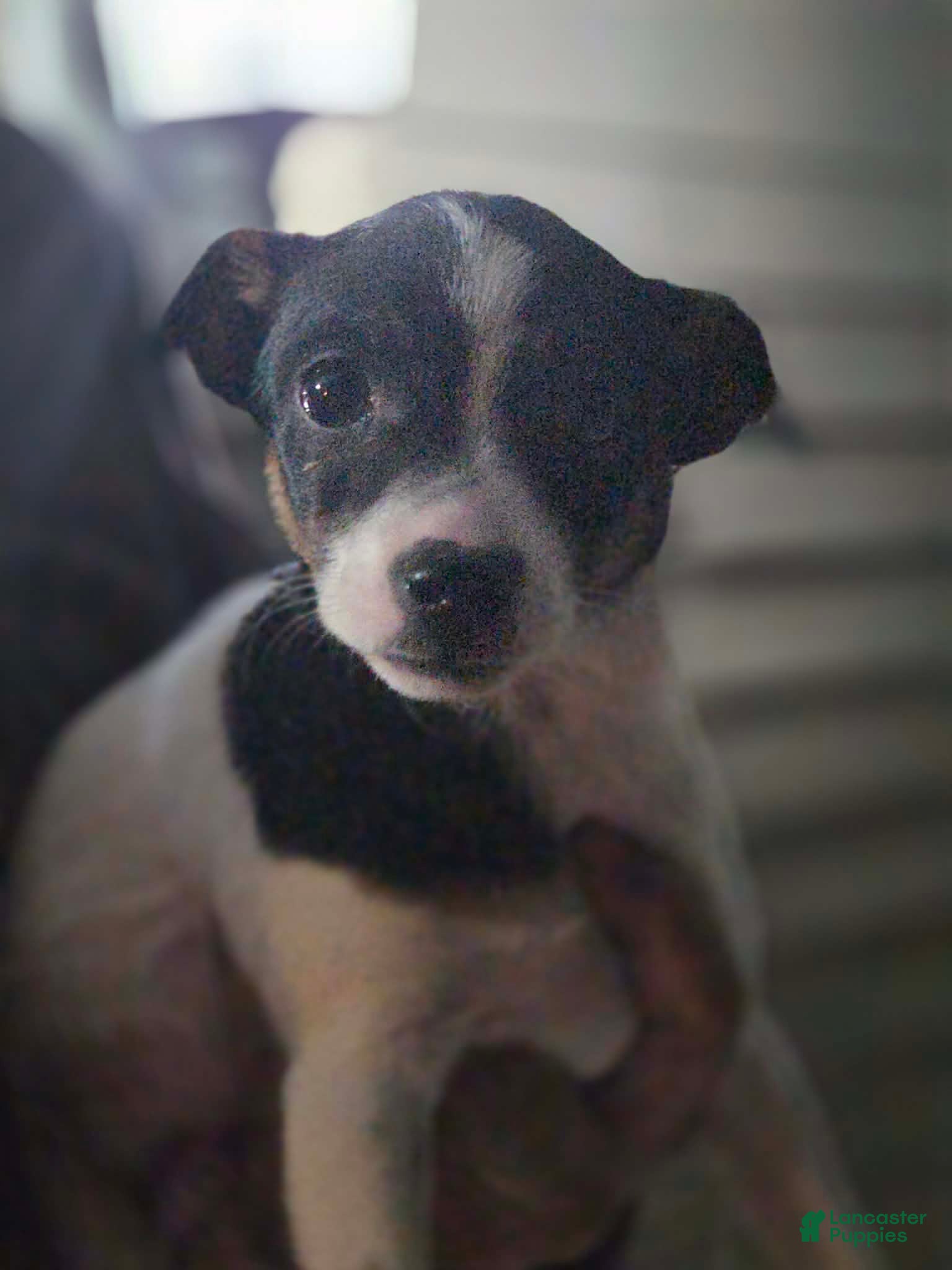 Mixed Breed dogs Mixed Breed Puppy 2 - Ad 18