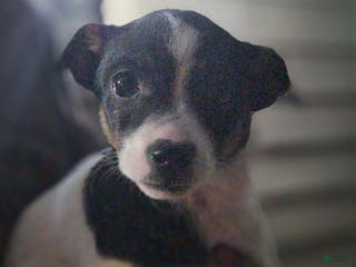 Mixed Breed dogs Mixed Breed Puppy 2 - Ad 10