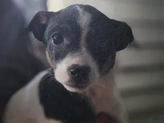 Mixed Breed dogs Mixed Breed Puppy 2 - Ad 40